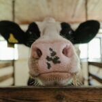 white and black cow head
